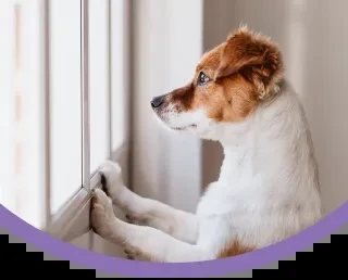 Happy dog with owner in Fremont