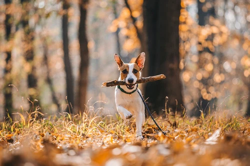 Veterinarian examining a dog in Canon City